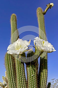 Flower of the Golden Torch Cactus