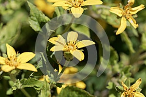 Flower of a goldenstar, Chrysogonum virginianum