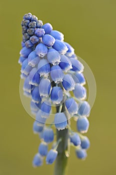 A flower of grape hyacinth, macro