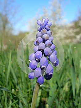 Flower of grape hyacinths