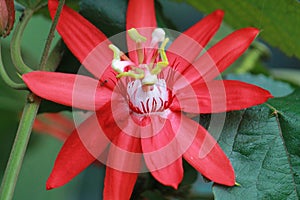 flower of Grapeleaf passionflower (Passiflora vitifolia) close up photo