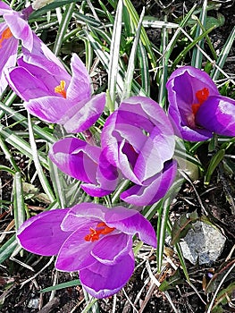 Flower in the grass