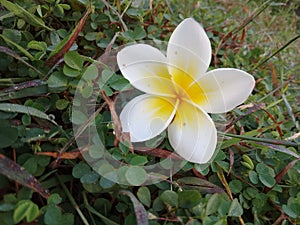 Flower in the grass