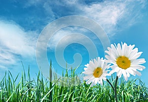 Flower with grass