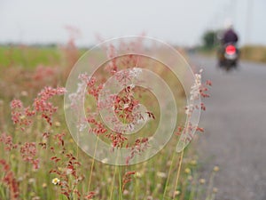 Flower grass Along the way in the summer. It looks bright and beautiful. With soft colors.