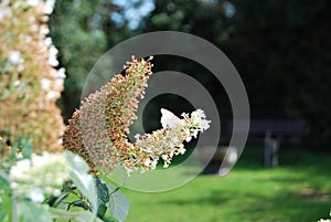 Flower grass background  leaf butterfly