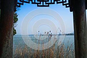 Flower grass on blue sky and river background