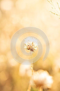 Flower of grass on blur brown background