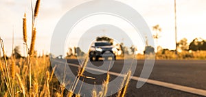 Flower of grass with blurred background of car and asphalt road, blue sky, white clouds and electric pole at countryside