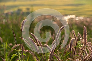 The flower of grass in DonDuong- LamDong- VietNam