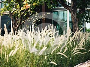 Flower grass at evening warn and relaxing feeling IN front coffee shop