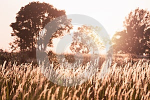 Flower grass field in tropical forest with sunset light