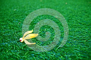 Flower on grass fields