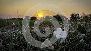 Flower/grass flower with sunset light, Beautiful flowers by the wayside