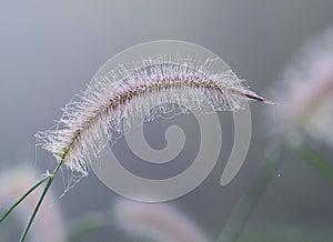 Flower grass impact sunlight.