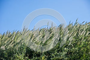 Flower grass impact sunlight on sunset