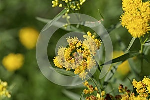 Flower of a grass-leaved goldenrod, Euthamia graminifolia