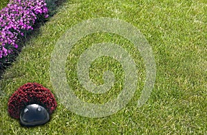 Flower, grass like a frame