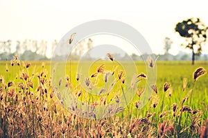 Flower grass near the field between golden hour times.