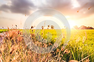 Flower grass near the field between golden hour times.