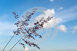 Flower grass and soft blue sky background
