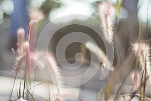 Flower in grass and sunlight