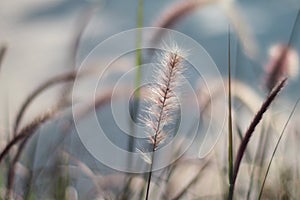 Flower in grass and sunlight