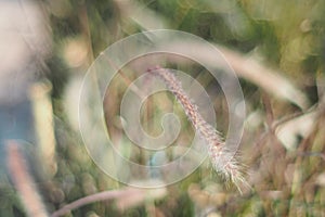 Flower in grass and sunlight