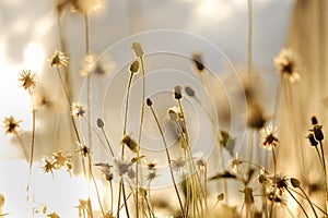Flower grass with sunrise background