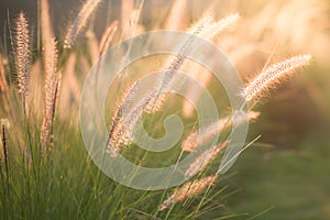 Flower grass in the sunset light