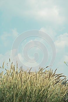 Flower grass vintage nature background