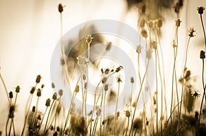 Flower grass vintage at relax morning time