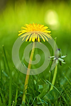 Flower, grass and yellow dandelion in field for natural beauty, spring mockup and blossom. Countryside, nature