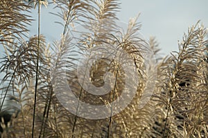 Flower grasses while wind blow with sunset sky in the evening