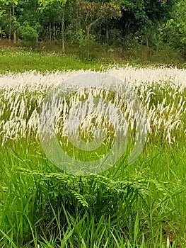 Flower of Grassroots green awesome photo