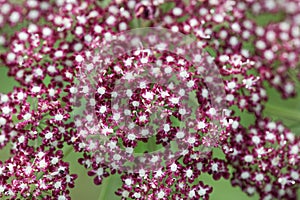 Flower of a greater burnet-saxifrage, Pimpinella major