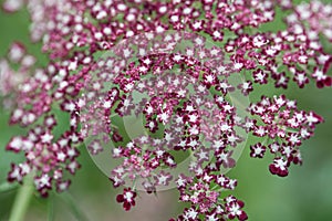 Flower of a greater burnet-saxifrage, Pimpinella major