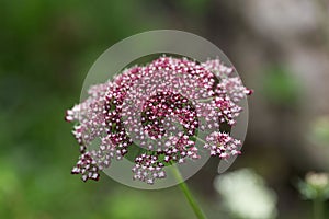 Flower of a greater burnet-saxifrage, Pimpinella major