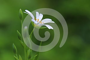 Flower of Greater Stitchwort (Stellaria holostea) photo