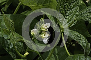 Flower of Green Bean