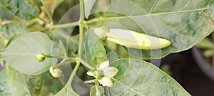 the flower of the green cayenne pepper tree, dubbed the worlds hottest chili pepper, grows only in southeast asia.