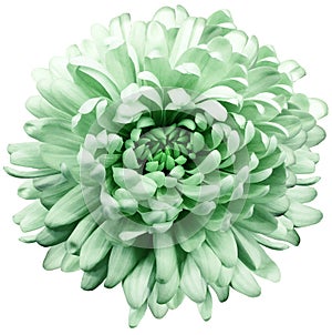 Flower  green chrysanthemum . Flower isolated on a white background. No shadows with clipping path. Close-up.