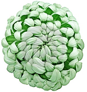 flower green chrysanthemum . Flower isolated on a white background. No shadows with clipping path. Close-up.