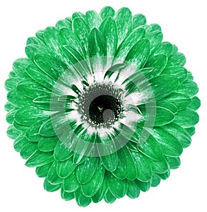 flower green gerbera. Flower isolated on a white background. No shadows with clipping path. Close-up.