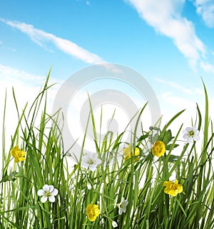Flower in green grass