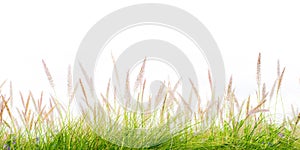 Flower green grass fresh spring isolated