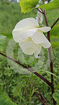 flower with green leaf plant,water drops on flower leaf at early morning