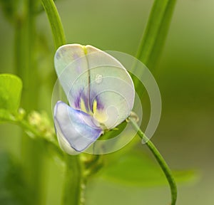 Flower of green long beans