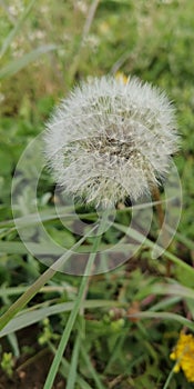 Flower on a green meaow