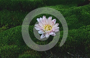 Flower on green moss. One pinc buds of flower photo
